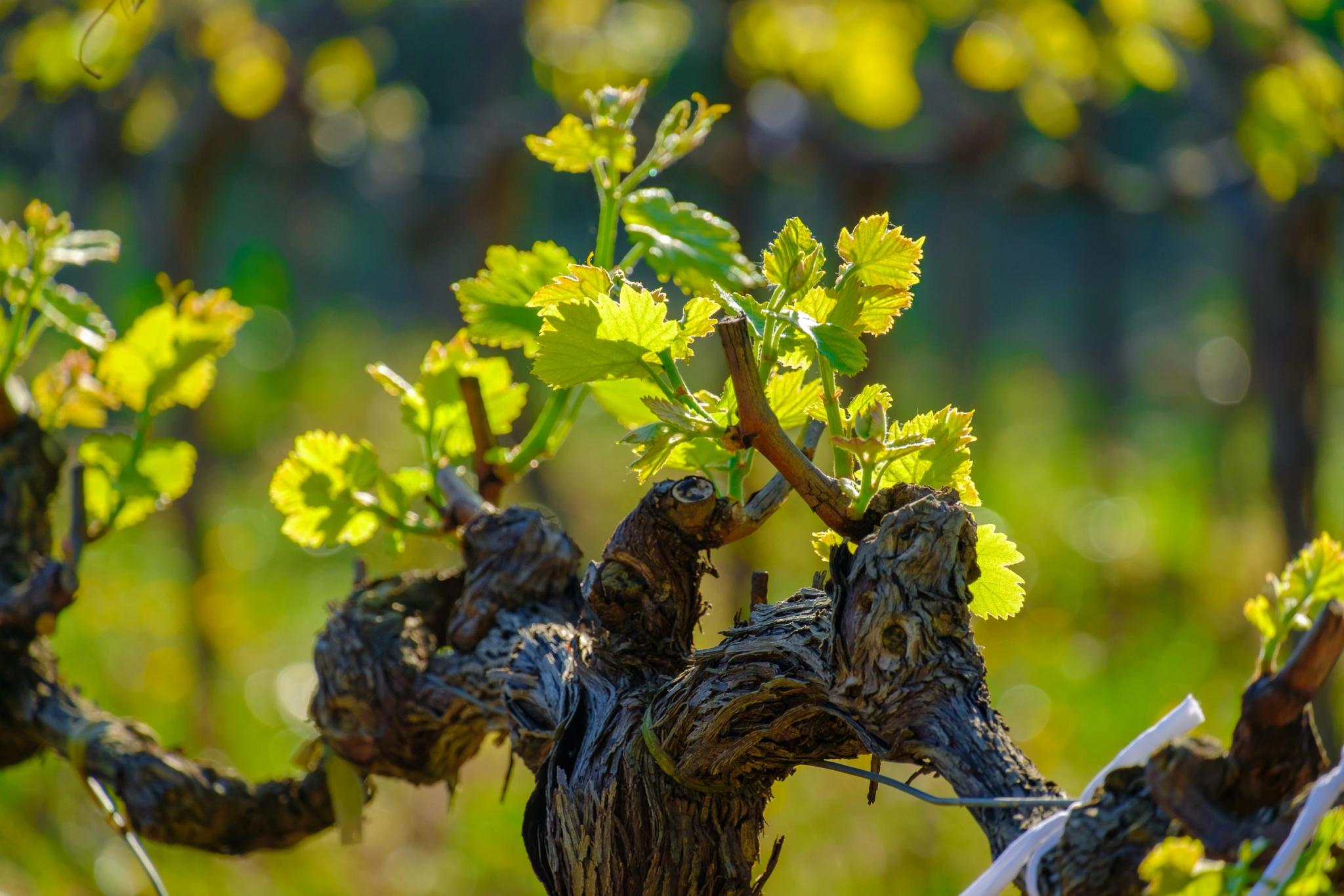 Vignoble corse près de l'hôtel 4 étoiles san Lucianu à Moriani plage